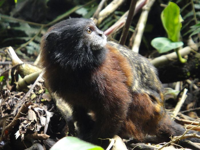 A Saddleback Tamarin in Mera Ecuador A Saddleback Tamarin in Mera Ecuador