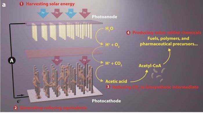 Breakthrough artificial photosynthesis systems has four components: (1) harvesting solar energy, (2) generating reducing equivalents, (3) reducing CO2 to biosynthetic intermediates, and (4) producing value-added chemicals. Breakthrough artificial photosynthesis systems has four components: (1) harvesting solar energy, (2) generating reducing equivalents, (3) reducing CO2 to biosynthetic intermediates, and (4) producing value-added chemicals.