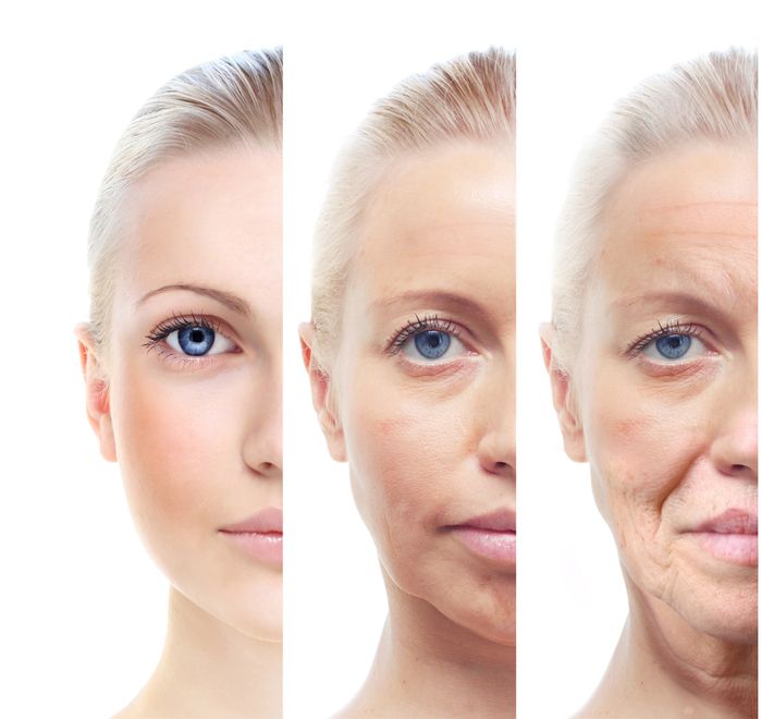 Tissues with low cell proliferation rates and low regeneration capacity are more vulnerable to loss of function. Tissues with low cell proliferation rates and low regeneration capacity are more vulnerable to loss of function.