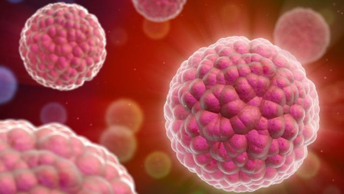 German study says that screening colonoscopy increases the chances of colorectal cancer survival. German study says that screening colonoscopy increases the chances of colorectal cancer survival.