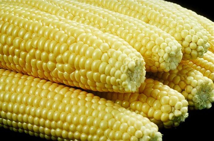 Removing corn residue from the soil can increase greenhouse gas emissions Removing corn residue from the soil can increase greenhouse gas emissions