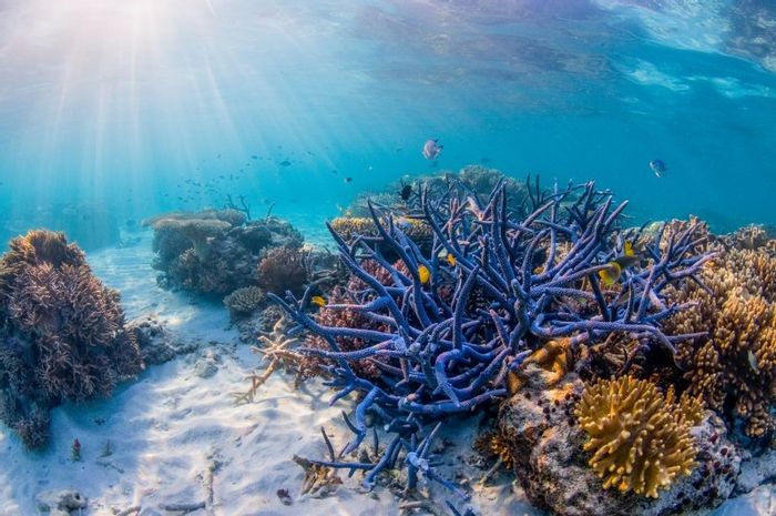 The Great Barrier Reef needs policies based on science, protection and conservation. The Great Barrier Reef needs policies based on science, protection and conservation.