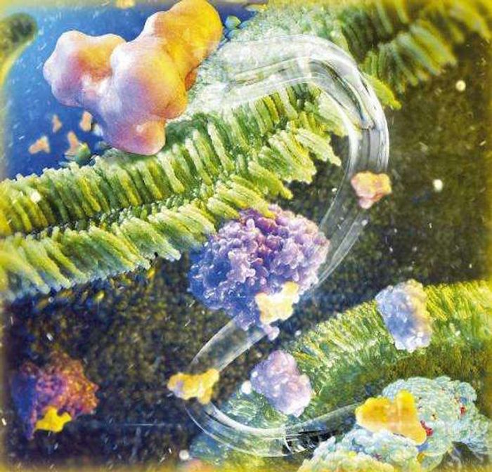 The new drug MP-MUS (yellow) attacks cancer cell mitochondria by infiltrating both inner and outer membranes (green) after being converted from an inactive, non-toxic form to an active, toxic form by the enzyme MAO-B (purple). Once inside, the drug damages mitochondrial DNA, which cannot be repaired. The new drug MP-MUS (yellow) attacks cancer cell mitochondria by infiltrating both inner and outer membranes (green) after being converted from an inactive, non-toxic form to an active, toxic form by the enzyme MAO-B (purple). Once inside, the drug damages mitochondrial DNA, which cannot be repaired.