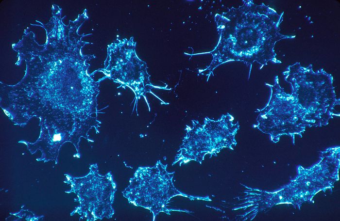 Some cells have Some cells have