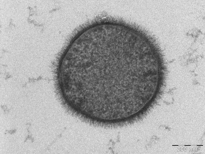 The Bacterium Bacillus subtilis taken with a Tecnai T-12 TEM. The Bacterium Bacillus subtilis taken with a Tecnai T-12 TEM.