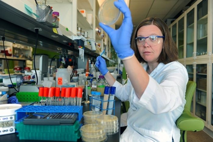 Microbiologist Dr. Elizabeth Shank inspects growing bacterial colonies. Microbiologist Dr. Elizabeth Shank inspects growing bacterial colonies.