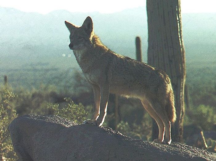 Coyotes are coming to New York, instead staying in Arizona like this one Coyotes are coming to New York, instead staying in Arizona like this one