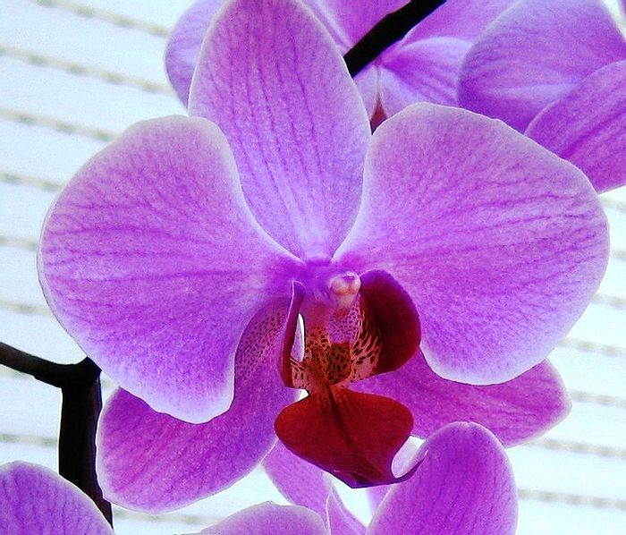 A phalaenopsis orchid in bright purple tones A phalaenopsis orchid in bright purple tones