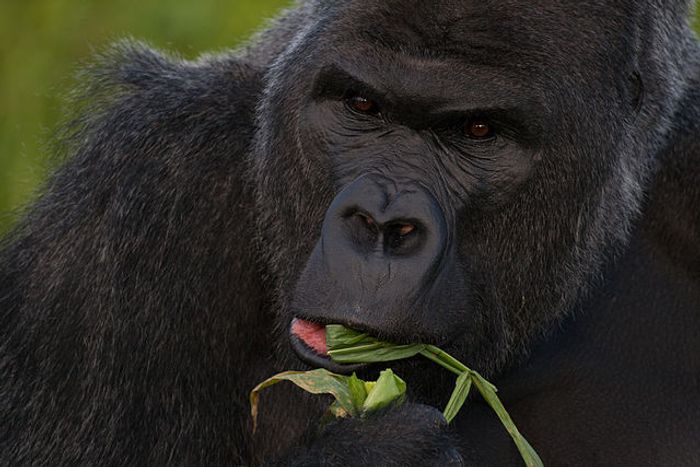 Western lowland gorilla Western lowland gorilla