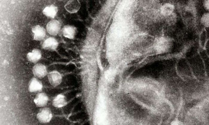 Phage Phage