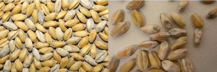 The fugus that causes white grain disease in wheat can survive in cereal residues and can live there for longer than 2 years. The fugus that causes white grain disease in wheat can survive in cereal residues and can live there for longer than 2 years.