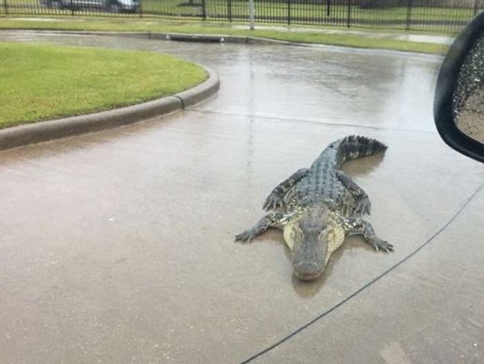 Captive Alligator Escapees Possible as Rising Floodwater Continues in