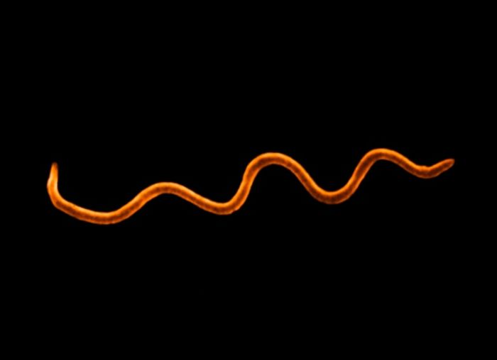 Borrelia causes Lyme disease.