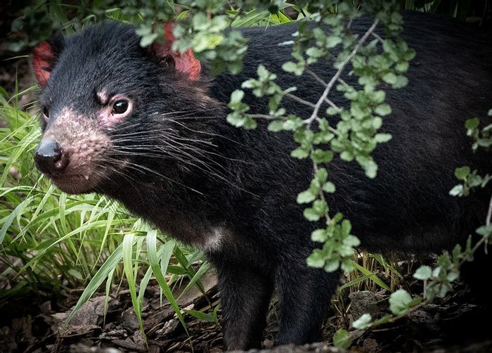 Tasmanian Devils Return to Mainland Australia | Plants And Animals