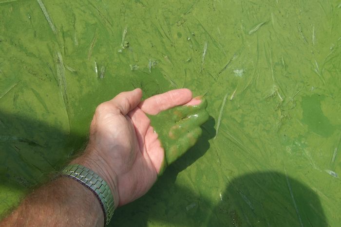 The Toxic Algal Bloom Syndrome | Earth And The Environment