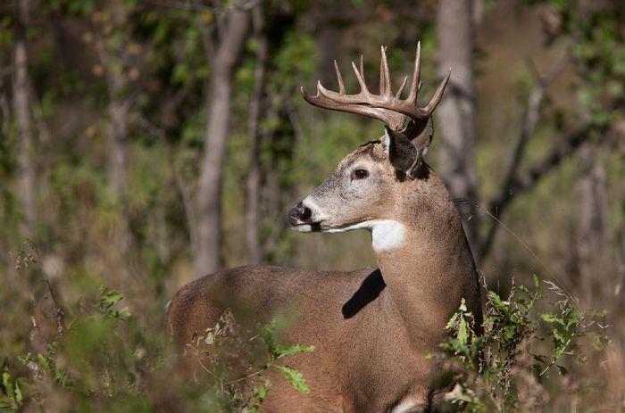 White-Tailed Deer Are Helping Invasive Plant Species Thrive, Study ...