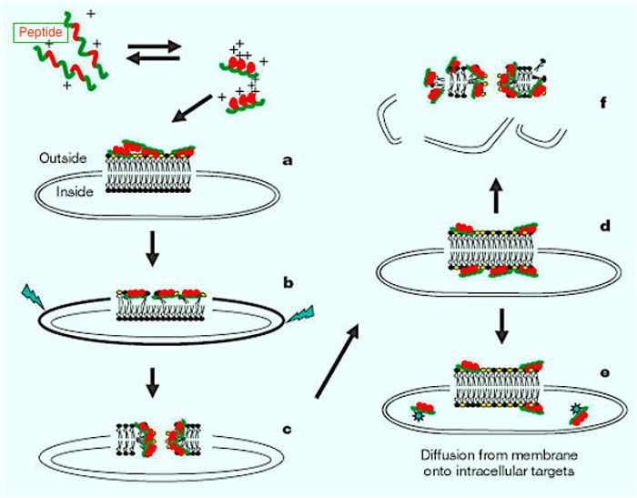 One mode of AMP efficacy: a) Membrane gets coated with peptides b) Peptide is integrated into the membrane, thinning the outer leaflet, resulting in strain within the bilayer (jagged arrows) c) Phase transition and pore formation d) Transport of lipids and peptides into the inner leaflet e) Diffusion of peptides onto intracellular targets (in some cases) f) Membrane collapses into fragments, physically disrupting the target cell's membrane Image: Nature