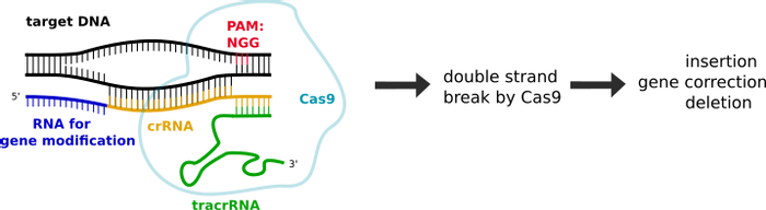 A general overview of CRISPR/Cas9 technology, from Wikipedia