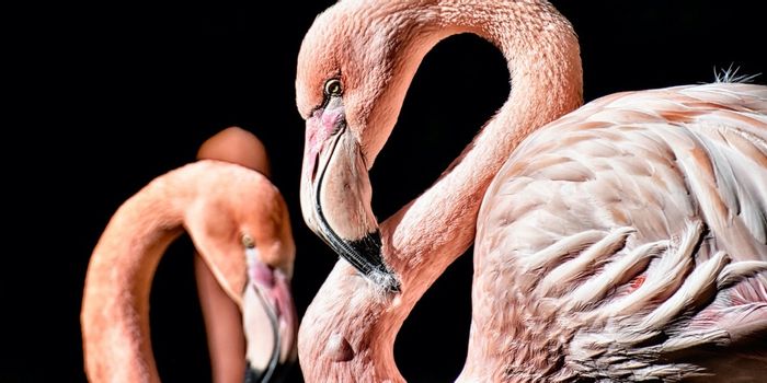 Flamingos Understand the Value of Friendship | Plants And Animals