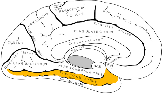 Fusiform Gyrus White Matter – Anatomy of the Temporal Lobe – ZYVMH