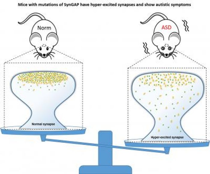 Mice carrying SynGAP mutations have hyper-excited synapses and show autistic symptoms. / Credit: Division of Life Science, HKUST