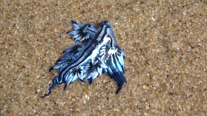 Rare Blue Dragon Washes Up on Australian Beach | Plants And Animals