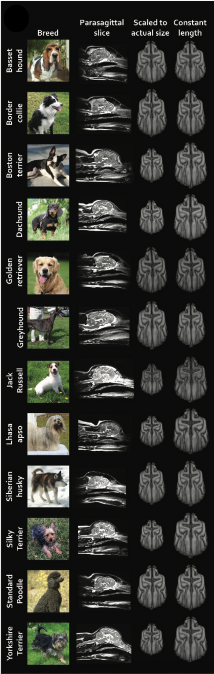 We are Changing the Shape of Our Dogs Brains Cell And Molecular Biology