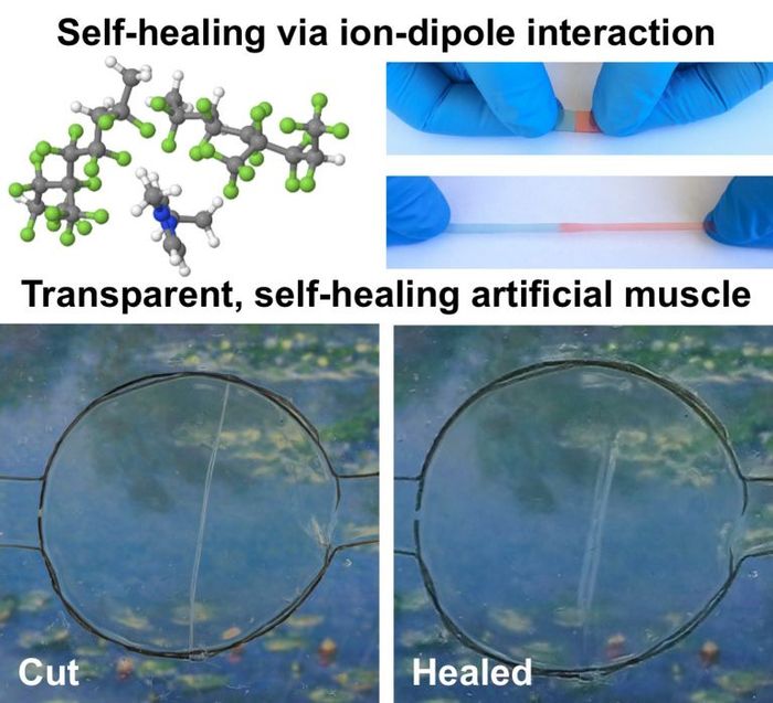 Taking a Tip from Wolverine Scientists Create SelfHealing Chemistry