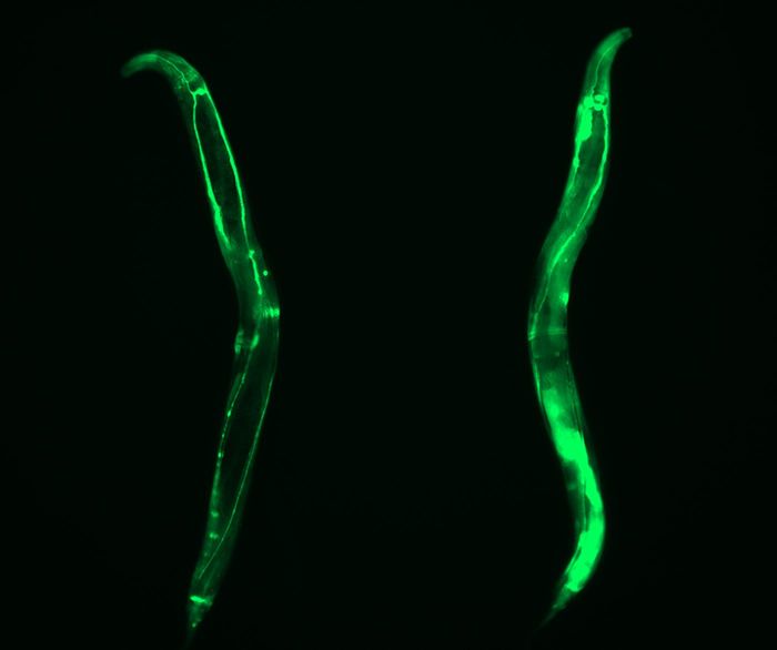 Long-lived germline-lacking C. elegans exhibit up-regulation of CCT expression in somatic tissues. Representative image of GFP expressed under control of the cct-8 promoter in adult wild-type and germline-lacking (glp-1(e2141)) worms. DAPI. / Credit: Alireza Noormohammadi and Amirabbas Khodakarami