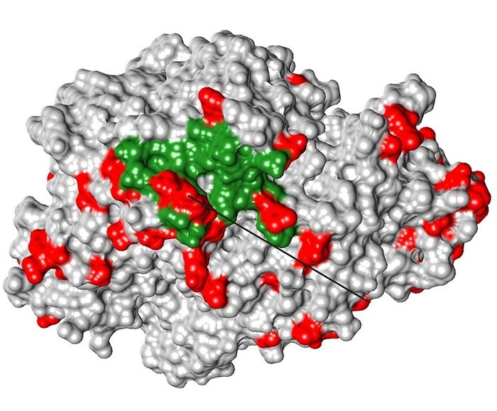 Viruses Are A Powerful Force Driving Evolution In Mammals 