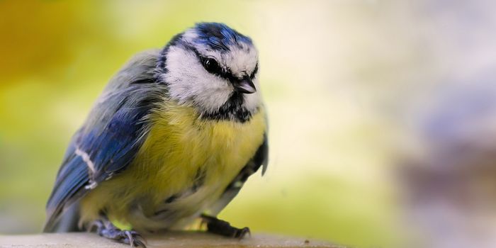 Bigger Birds Dominate Food Sources Study Finds Plants And Animals