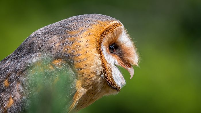 Even As They Get Older Barn Owls Hearing Doesn T Deteriorate