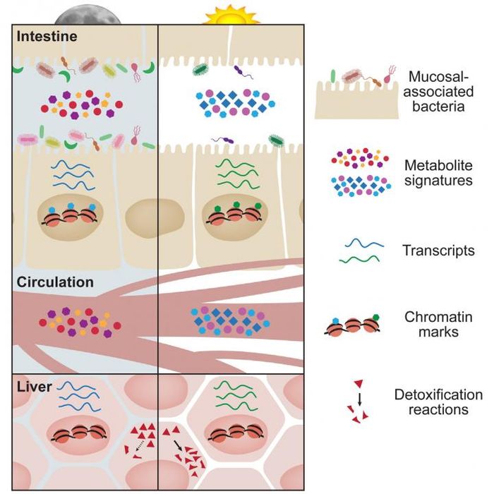 This visual abstract depicts the findings of Thaiss et al, who show diurnal oscillations in microbial localization and metabolite production in the gut have a major impact on the circadian epigenetic and transcriptional landscape of host tissues, not only locally, but also at distant sites such as the liver. /Credit: Thaiss et al/Cell 2016