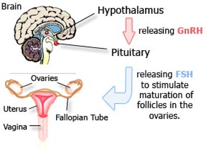 The gonadotropin-releasing hormone (GnRH) stimulates the release of hormones that promote formation of gametes and production of sexual steroids.