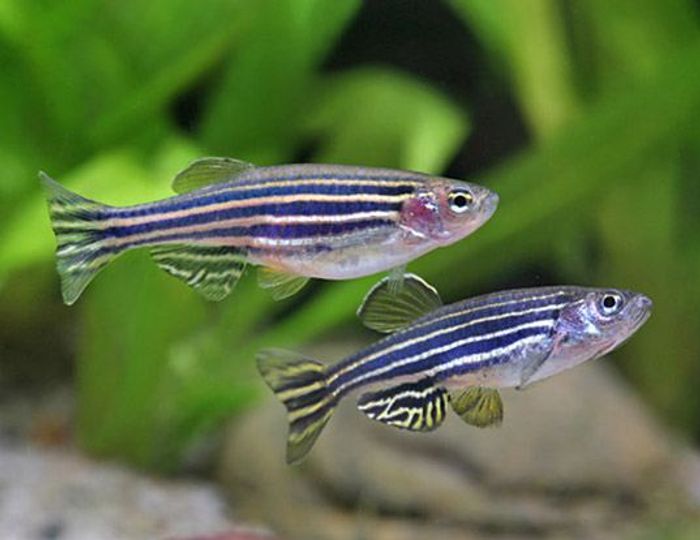 What zebra fish tell us about cancer tumors | Cancer