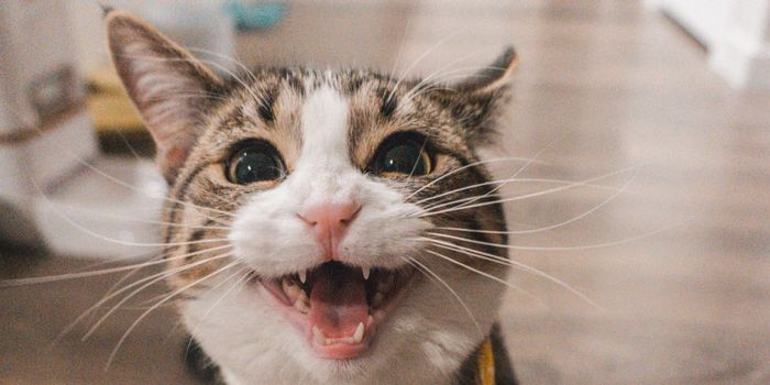 Best CBD Oil for Cats: The Top 3 CBD ...observer.com