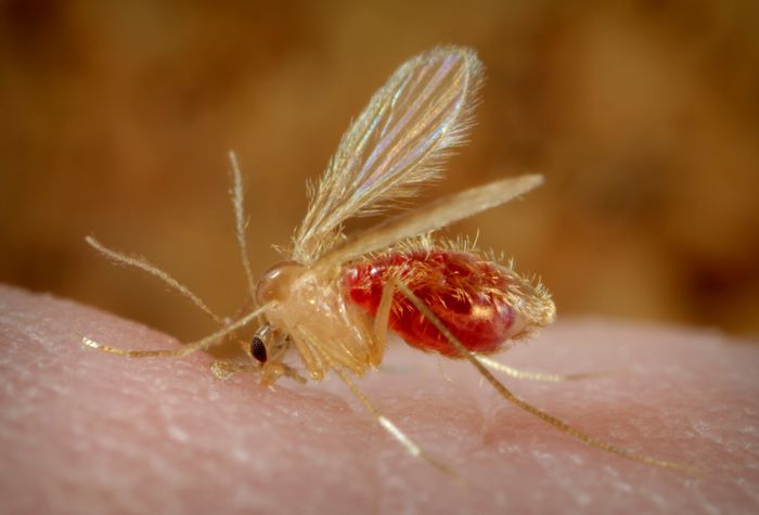 Sandflies such as this P. papatasi, are responsible for the spread of the vector-borne parasitic disease leishmaniasis, which is caused by the obligate intracellular protozoa of the genus Leishmania. / Credit:Centers for Disease Control and Prevention/Wikimedia Commons
