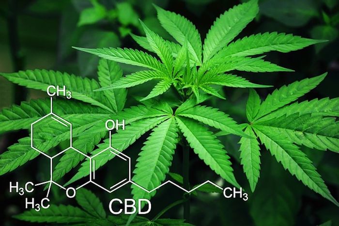 So Why Does Weed Even Have THC? | Cannabis Sciences