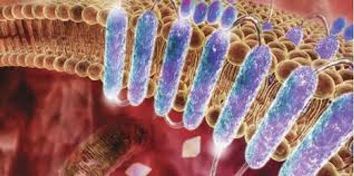 Within the cell membrane, proteins are designed to fold and function within the lipid bilayer.