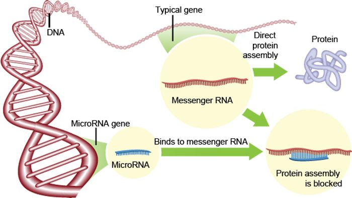miRNAs effectively silence gene expression.