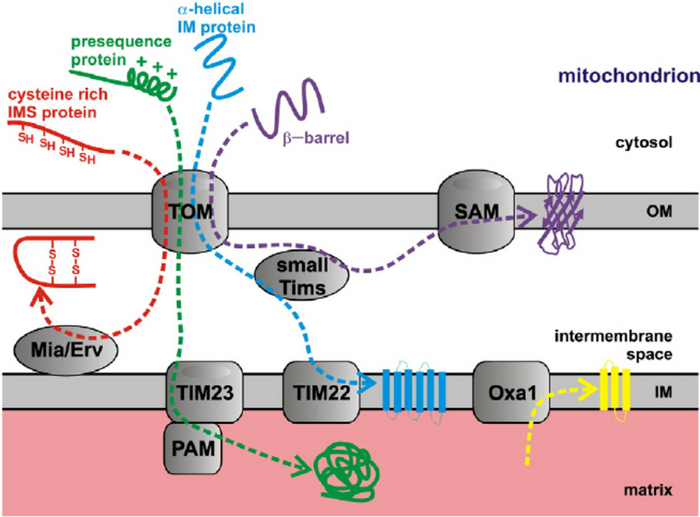 Schematic of mitochondria protein import.