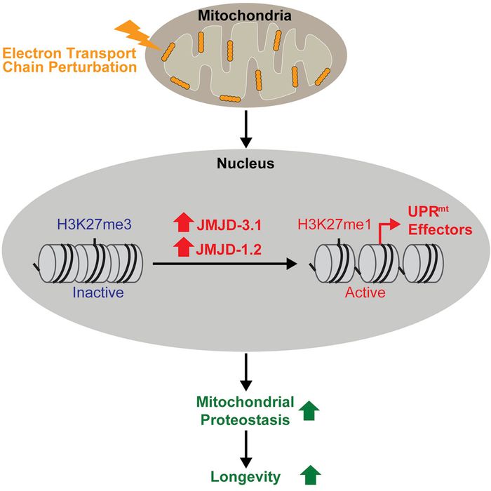 Mitochondrial stress causes changes in enzyme levels that have been linked to increased longevity.