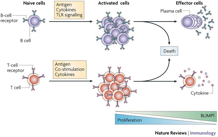 Blimp1 Protein Vital for Antibody Production | Immunology