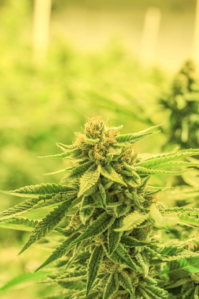 The Power Of Cannabis Hairs Revealed With Microscopy Genetic