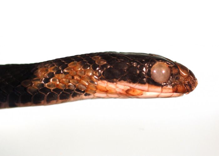 Snake Fungal Disease may be a Global Threat | Genetics And Genomics