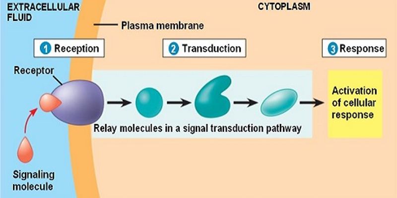 Cell Signaling Transduction Content Tag